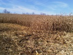 Food Plots 2012-1