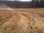 Food Plots 2012-3