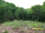 Food Plots 19