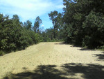 Food Plots 2012-4