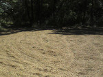 Food Plots 2012-5