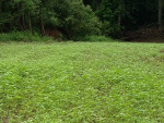 Food Plots 2012-5