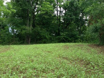 Food Plots 2012-6