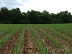 Food Plots 2012-1