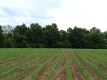 Food Plots 2012-2