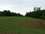 Food Plots 2012-3