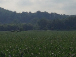 Food Plots 2011-1