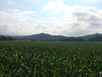 Food Plots 2011-2