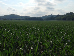 Food Plots 2011-3