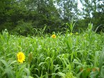 Food Plots 2011-1