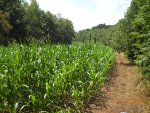 Food Plots 2011-11