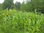 Food Plots 2011-3