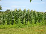 Food Plots 2011-5