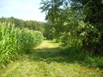 Food Plots 2011-6