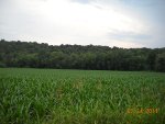 Food Plots 2011-8