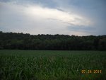 Food Plots 2011-9