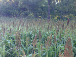 Food Plots Fall 2013-1