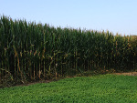 Food Plots Fall 2013-2