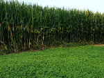 Food Plots Fall 2013-3