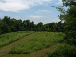 Food Plots Spring 2013-2