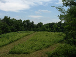 Food Plots Spring 2013-2