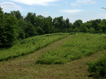 Food Plots Spring 2013-3