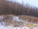 Food Plots 8