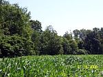 Food Plots 15