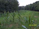 Food Plots 5